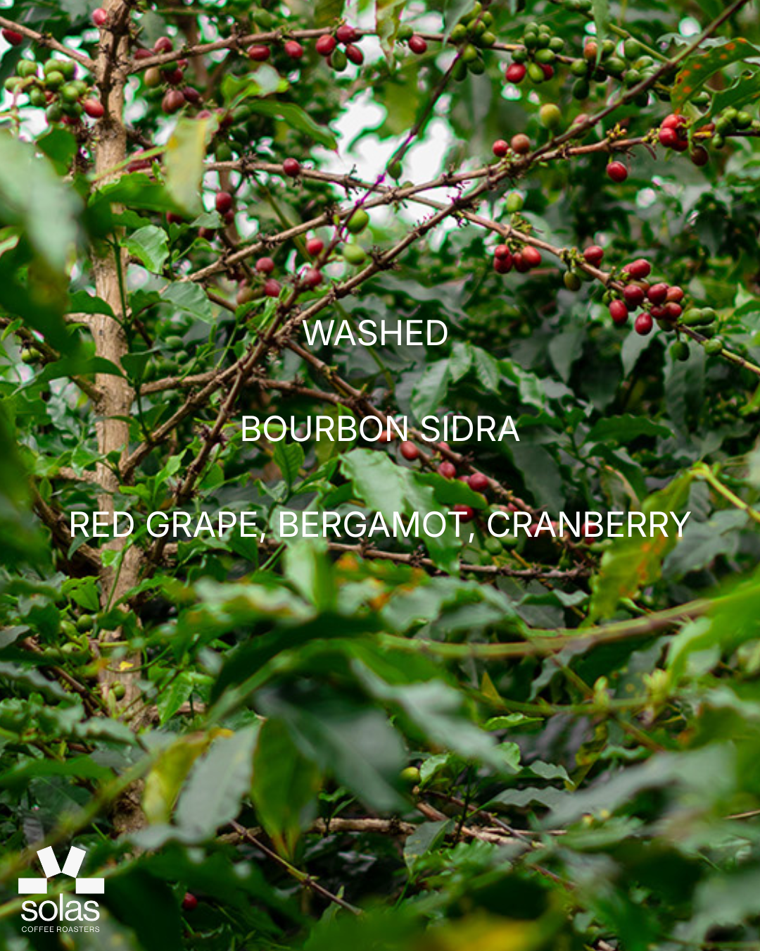 Colombia | Nestor Lasso | Bourbon Sidra