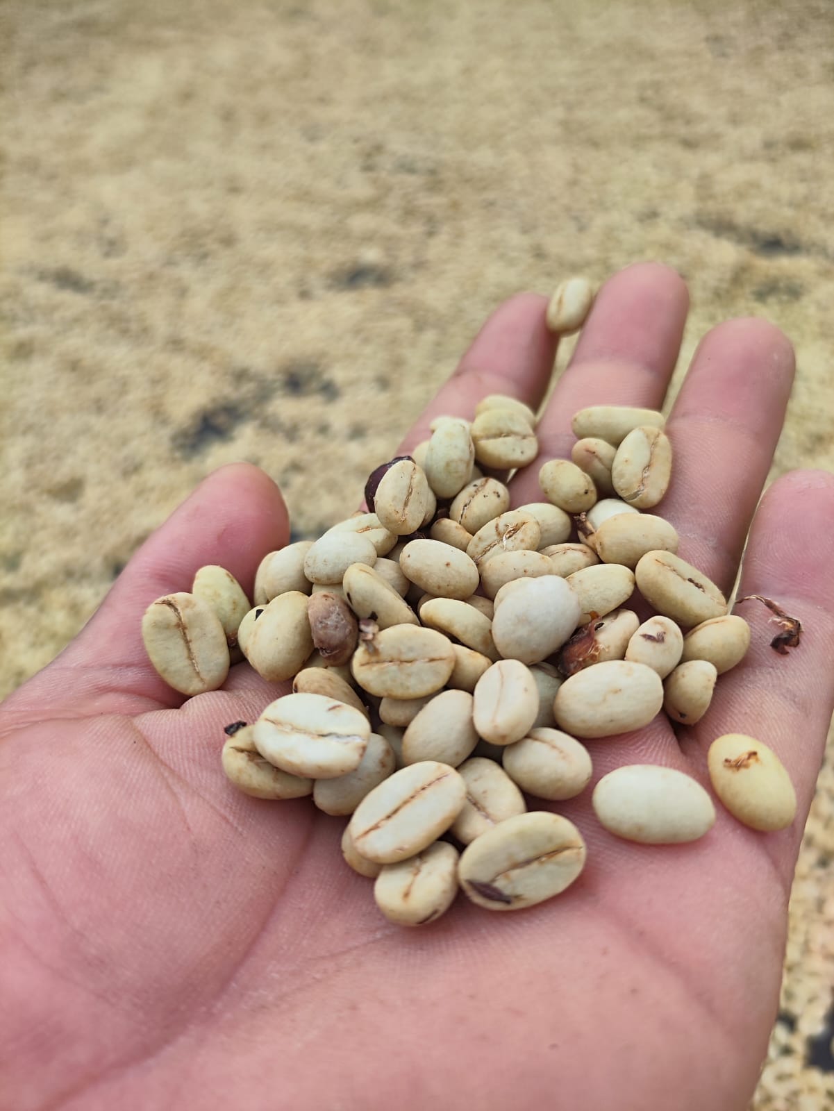 Colombia | Edison Argote