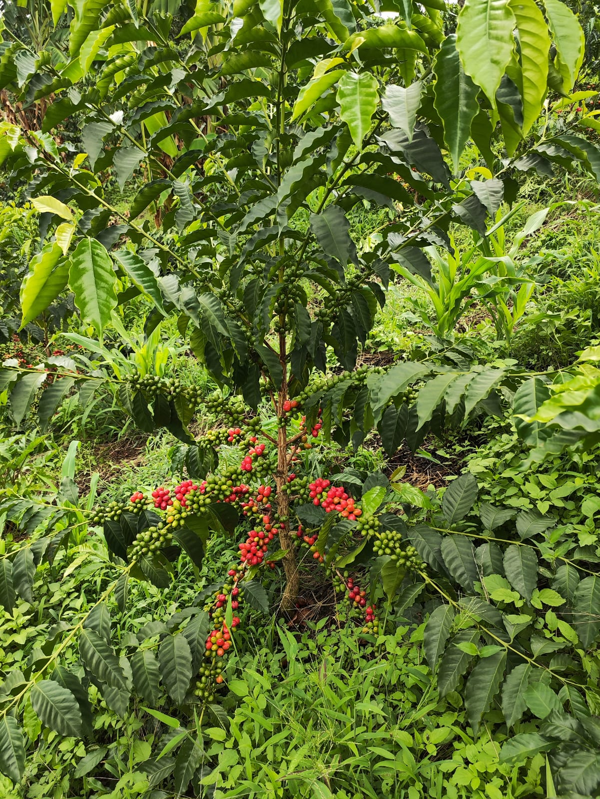 Colombia | Edison Argote